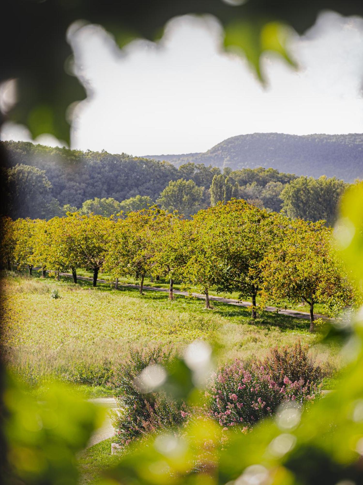 Chateau La Gineste - Castle And Vineyard Duravel Exterior photo