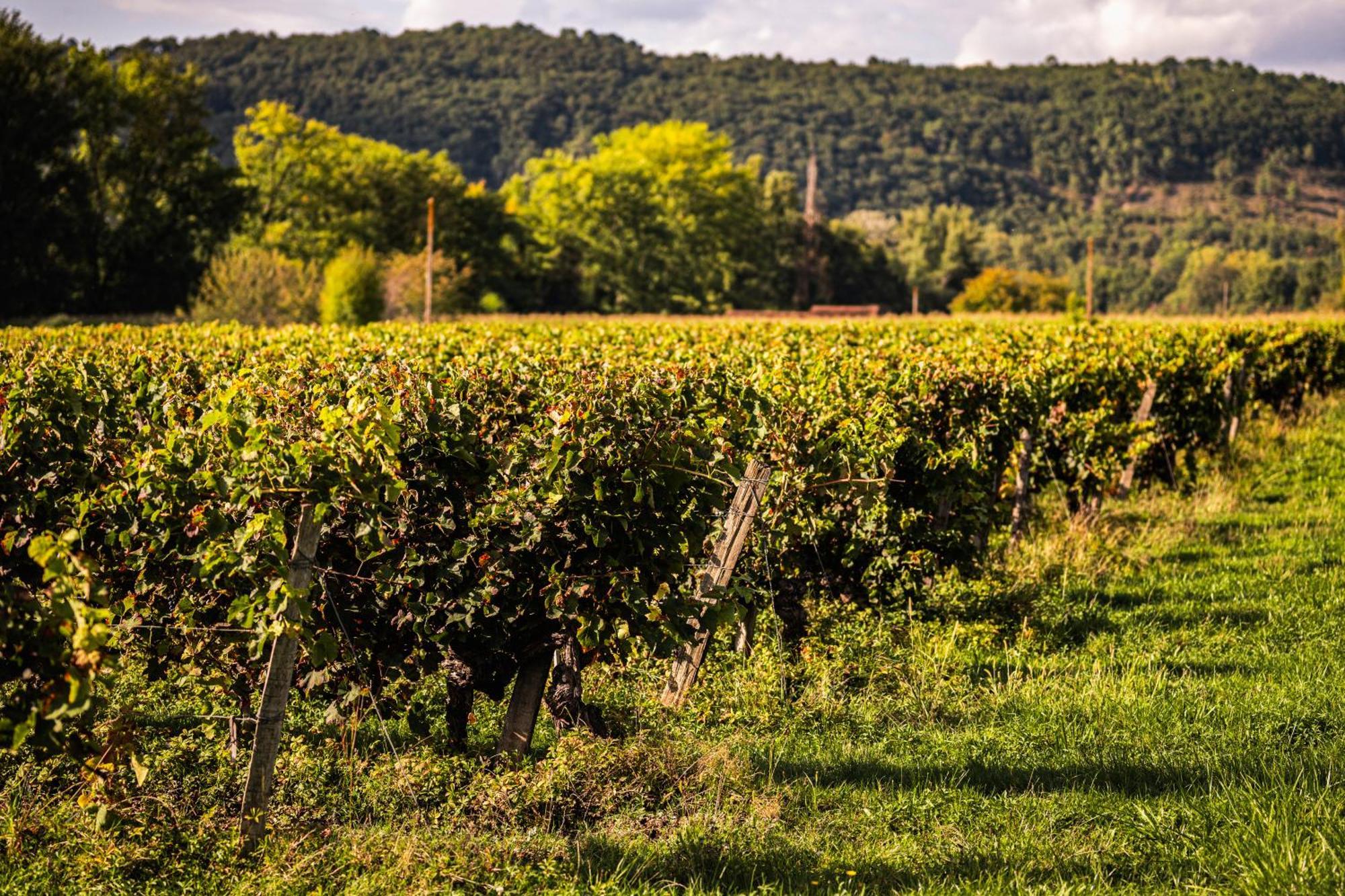 Chateau La Gineste - Castle And Vineyard Duravel Exterior photo